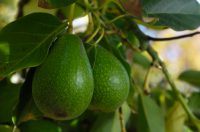 avocado1