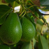 avocado1